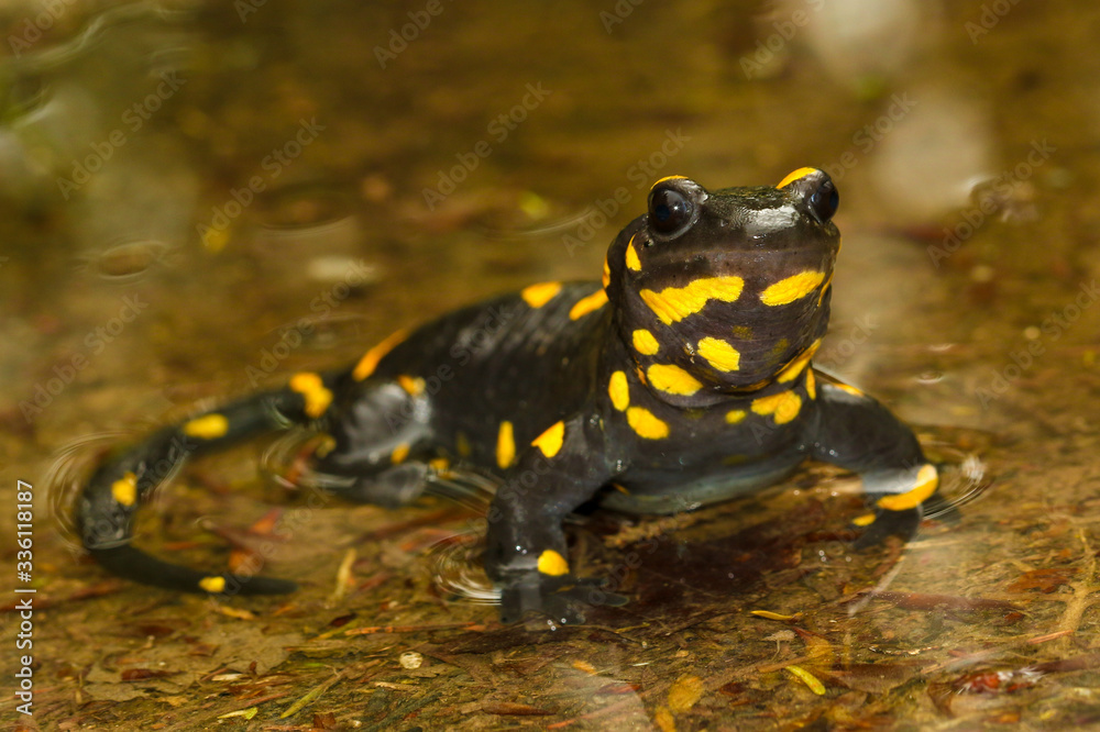 Obraz premium Portrait of fire salamander salamandra salamandra