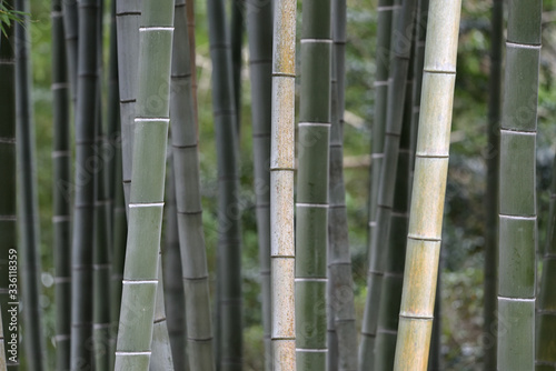 Bamboo forest background, moso bamboo