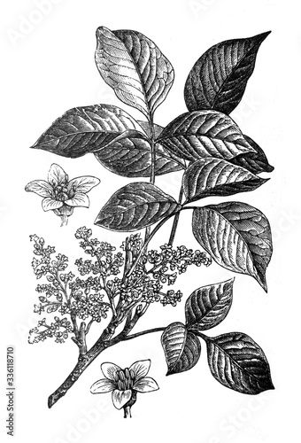 Poison oak (Toxicodendron pubescens) / Antique engraved illustration from Brockhaus Konversations-Lexikon 1908 © Basicmoments