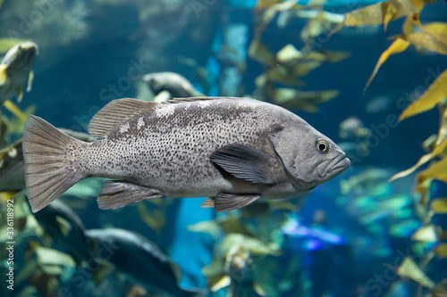Blue Rockfish, Sebastes mystinus, in a glass aquarium tank
