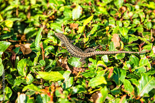 Wall lizard, podarcis muralis, on a green bush in Rovinj, Croatia