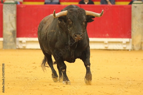 bull in the bullring in spain