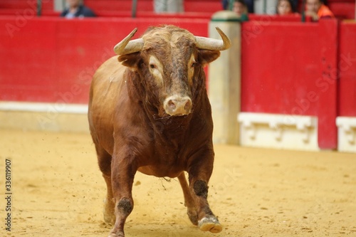 bull in the bullring in spain