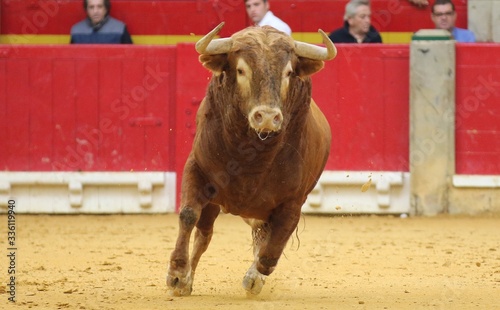 bull in the bullring in spain