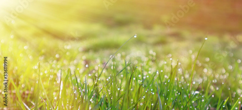 Bright green grass with dewdrops under the rays of the morning sun. Spring time