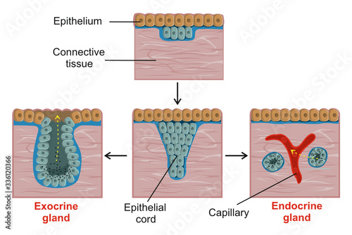 The formation of exocrine and endocrine glands