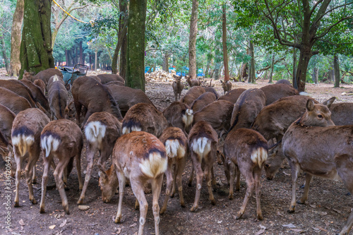 鹿の群れ（日本 - 奈良 - 奈良公園）