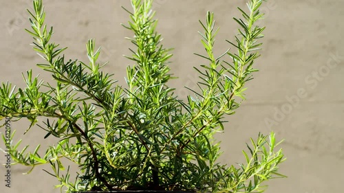Rosemary plant