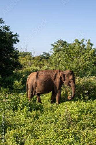 Sri Lanka 