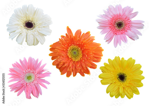 Colorful vibrant bright gerbera daisy flowers blooming on white background. © aorphoto