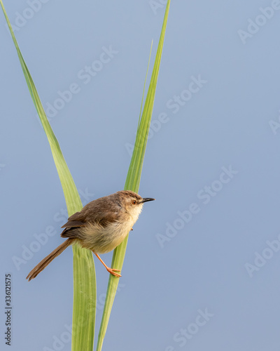 One tawny-flanked prinia sitting on a green reed overhanging a dam in Marakele National Park in South Africa photo