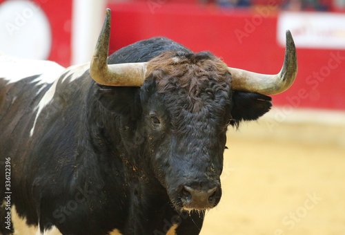 bull in the bullring in spain