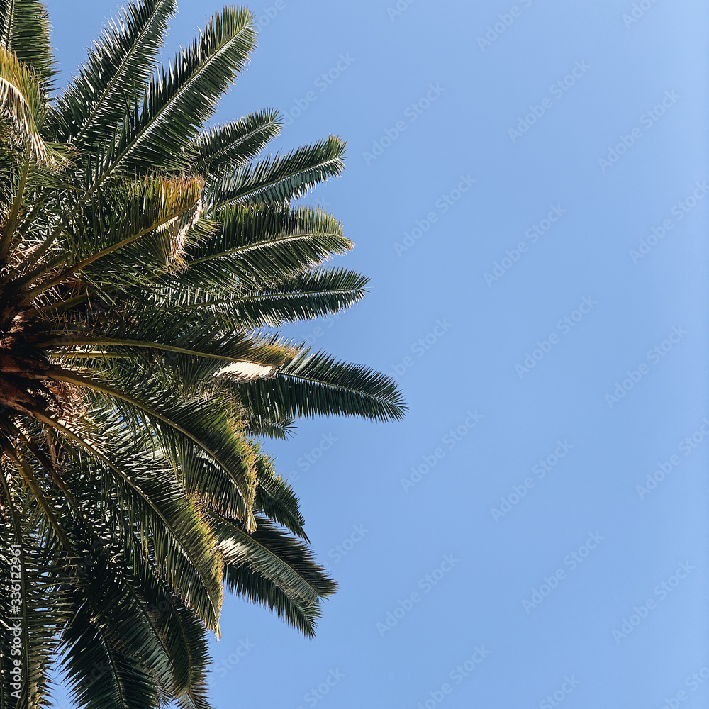 Beautiful tropical exotic palm leaves against blue sky. Travel summer minimal concept. Trendy background. Beautiful tropical exotic palm leaves against blue sky. Travel summer minimal concept. Trendy background.