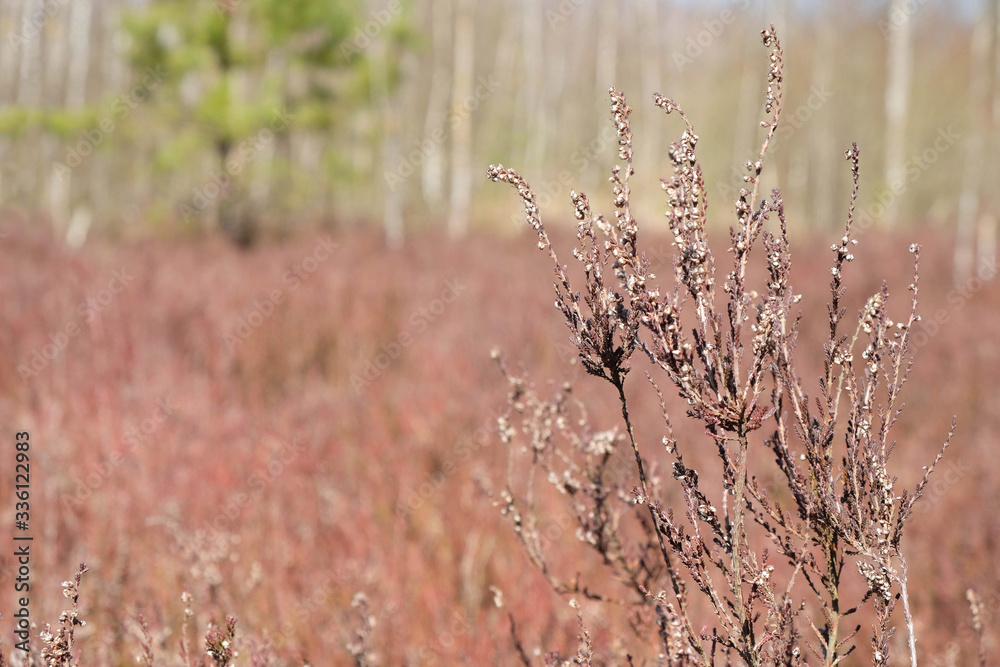 Forest meadow of dry heather flowers in the wild forest in Ukraine. Copy space. Forest meadow of dry heather flowers in the wild forest in Ukraine. Copy space.