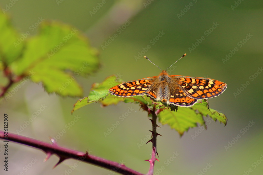 Obraz premium Mariposa sobre flor