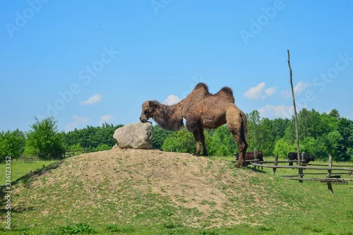 Fototapeta samoprzylepna Dwugarbny wielbłąd na górze 
