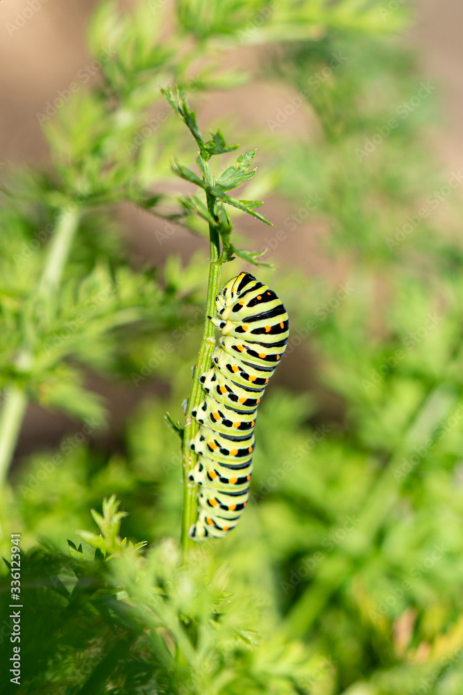 Macro d'une chenille de machaon