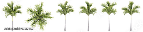 Set or collection of green palm trees isolated on white background. Concept or conceptual 3d illustration for nature  ecology and conservation  strength and endurance  force and life