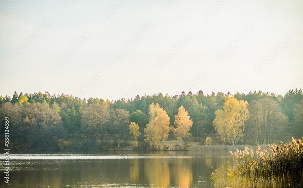 yellow trees in autumn on the shore of a beautiful lake