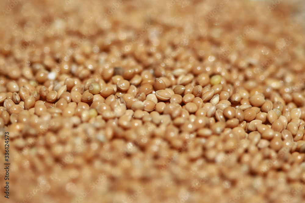 Small seeds food for bird , close up Small seeds food for bird , close up