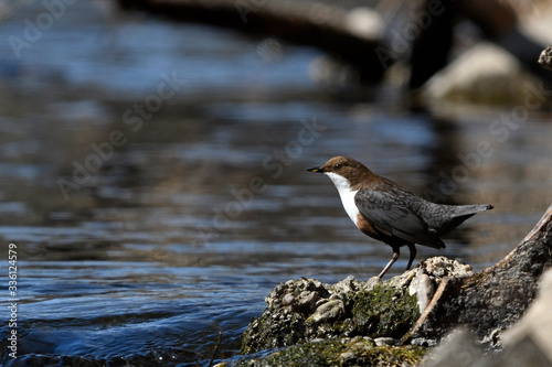 White-throated dipper / Wasseramsel (Cinclus cinclus), Wuppertal, Germany / Deutschland photo