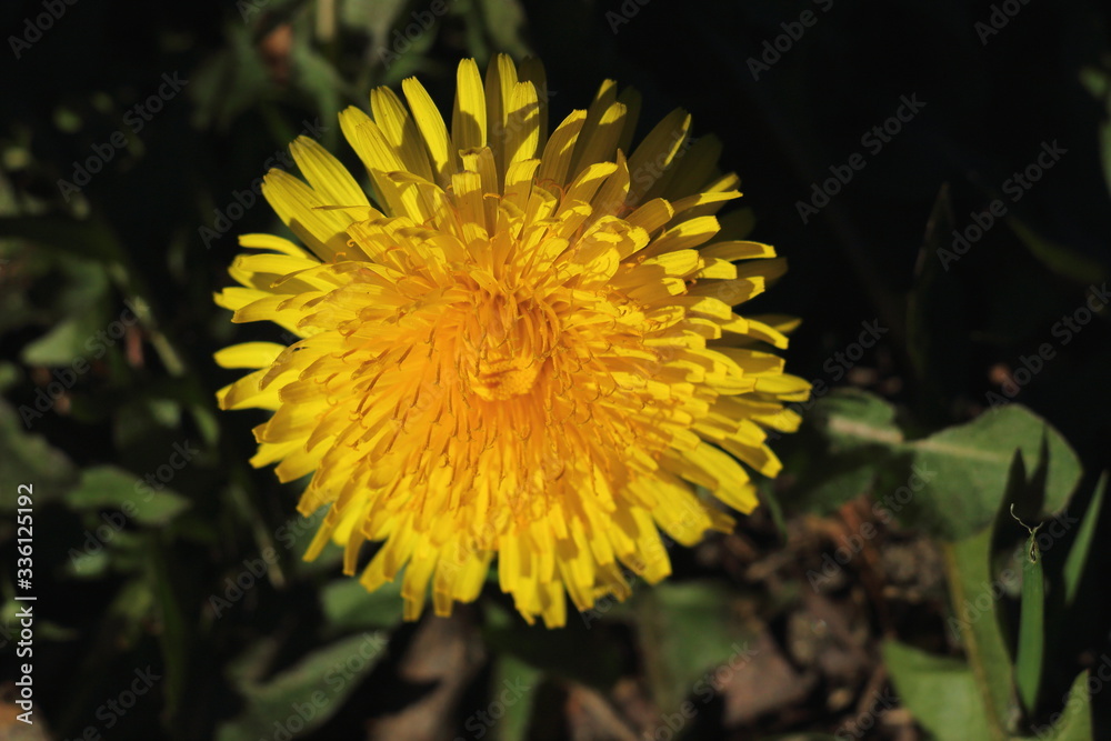 In my garden on a sunny day : Yellow Dandelion. Or in Latin: Taraxacum officinale. In my garden on a sunny day : Yellow Dandelion. Or in Latin: Taraxacum officinale.