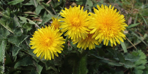 In my garden on a sunny day   Yellow Dandelion.  Or in Latin  Taraxacum officinale.