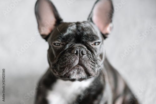 french bulldog portrait © adrianad