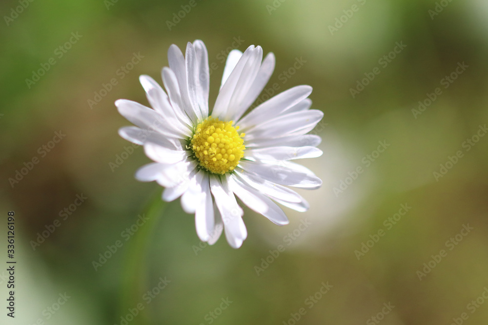 Wild chamomile closeup on a green grass Wild chamomile closeup on a green grass