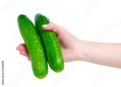 Cucumbers fresh vegetable in hand on white background isolation