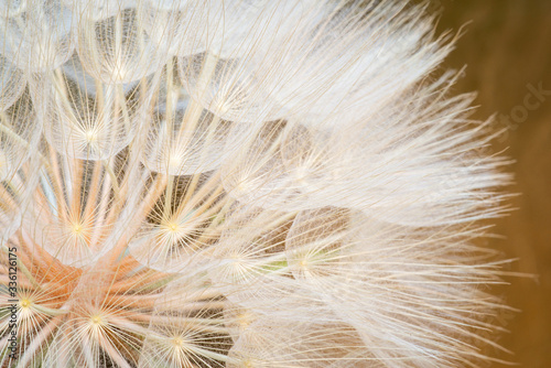 Close up of giant dandelion seed head  spring summer background.