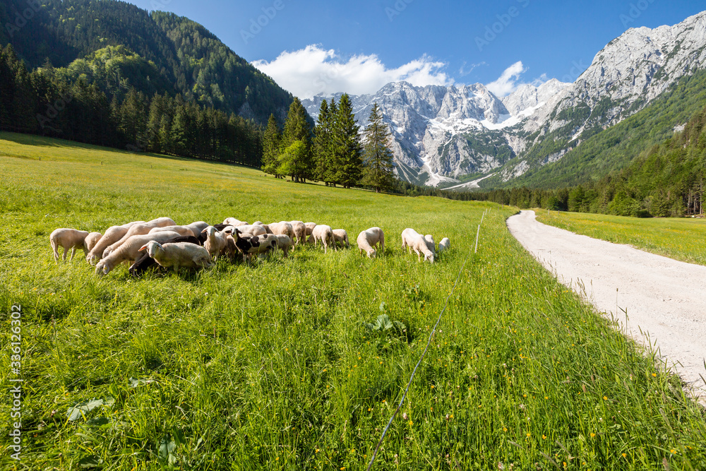 Sheep Grazing in a Green Meadow in Nature Outdoors on a Sunny day