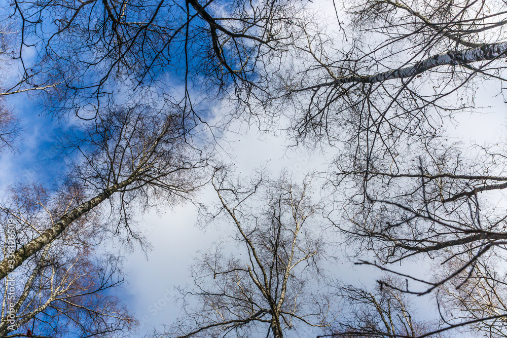 Multiple Bare Tree Branches leafless looking upward toward cloudy blue sky in midwinter weather Multiple Bare Tree Branches leafless looking upward toward cloudy blue sky in midwinter weather