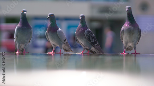 Canvas Print pigeons on the street