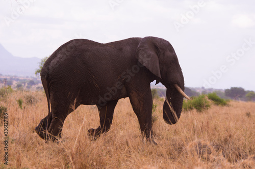 elephant in the savannah