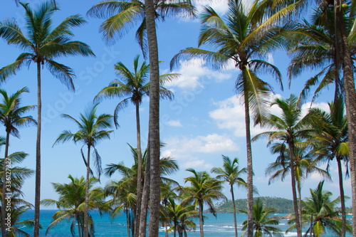 View of beautiful coconut palms. Beautiful blue sky on the shore of the Indian Ocean. Southeast Asia. Sri Lanka © Artem