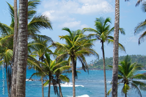 View of beautiful coconut palms. Beautiful blue sky on the shore of the Indian Ocean. Southeast Asia. Sri Lanka