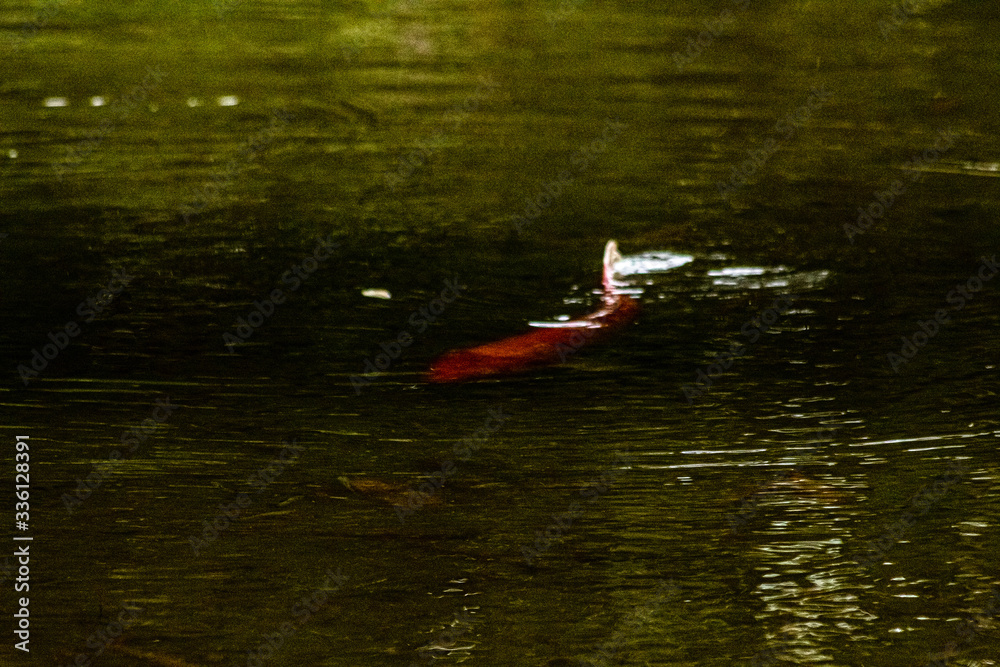 pesca pesca