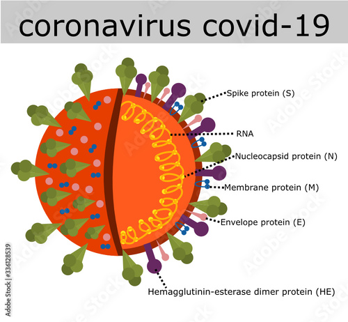 Coronavirus (Covid-19) structure.Anatomy of a virus.