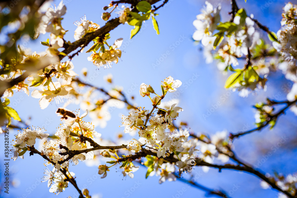 Close-up photo of a Honey Bee gathering nectar and spreading pollen on white flowers of white cherry tree.