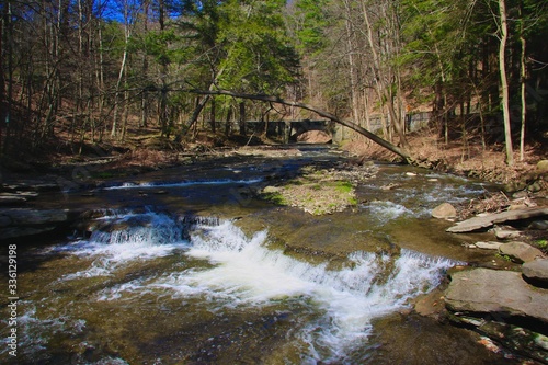 stream in the forest