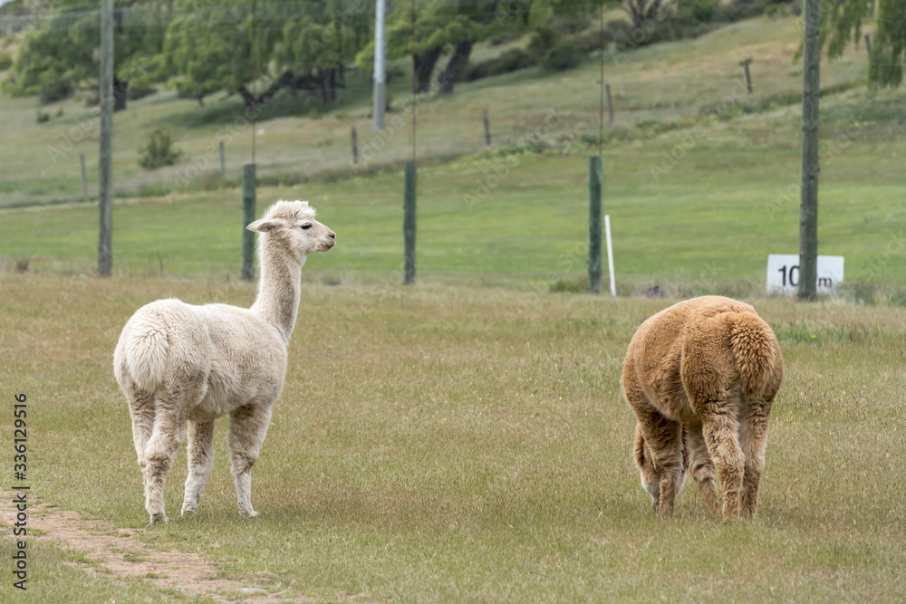 flocculent alpacas in green field, near Wanaka, New Zealand