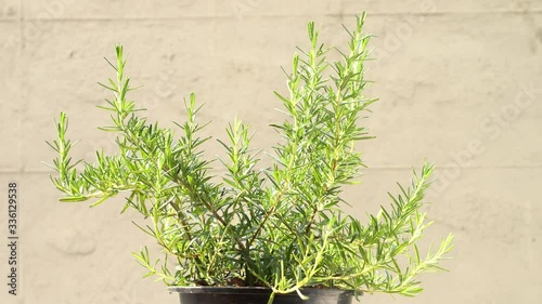 Rosemary plant