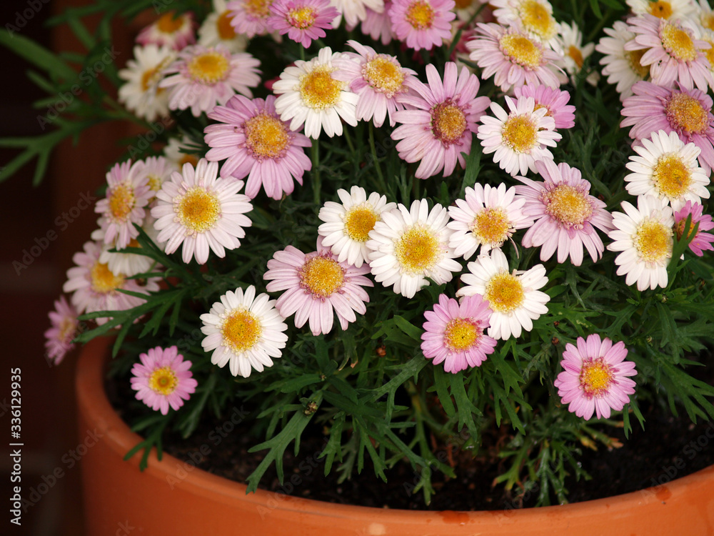 daisies on pot at garden daisies on pot at garden