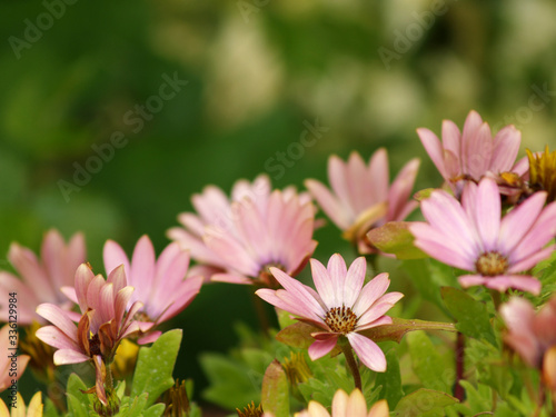 elegant daisies at garden in spring