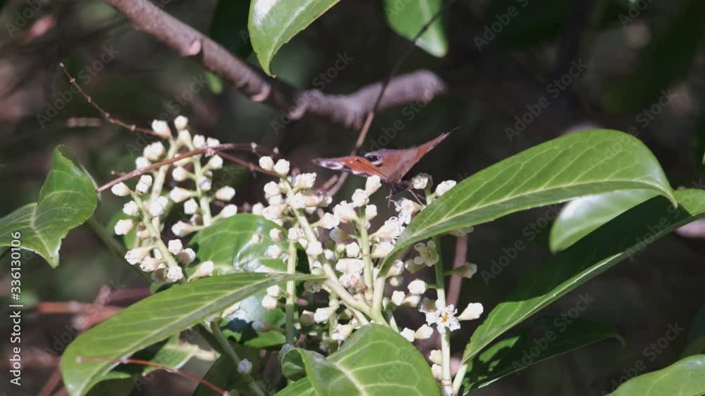 Peacock Butterfly Feeding On White Spring Laurel Blossom Flower Peacock Butterfly Feeding On White Spring Laurel Blossom Flower
