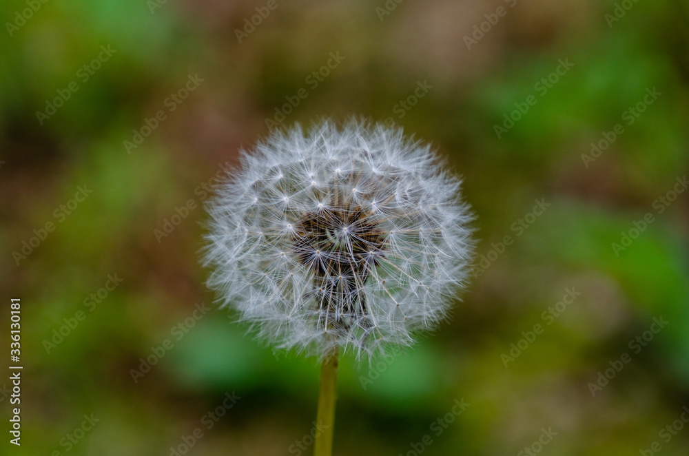 dandelion seed head