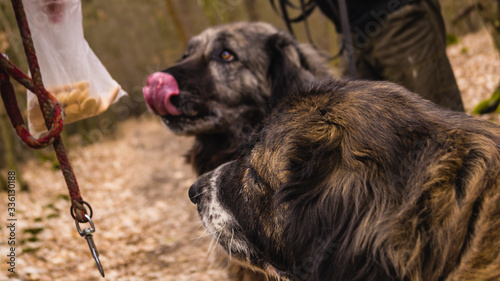 two caucasian shepherd bitches demanding reward for obedience