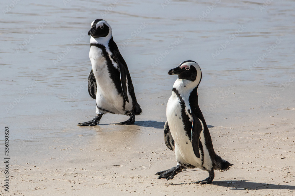 Fototapeta premium Pinguin am Boulders Beach in Simonstown
