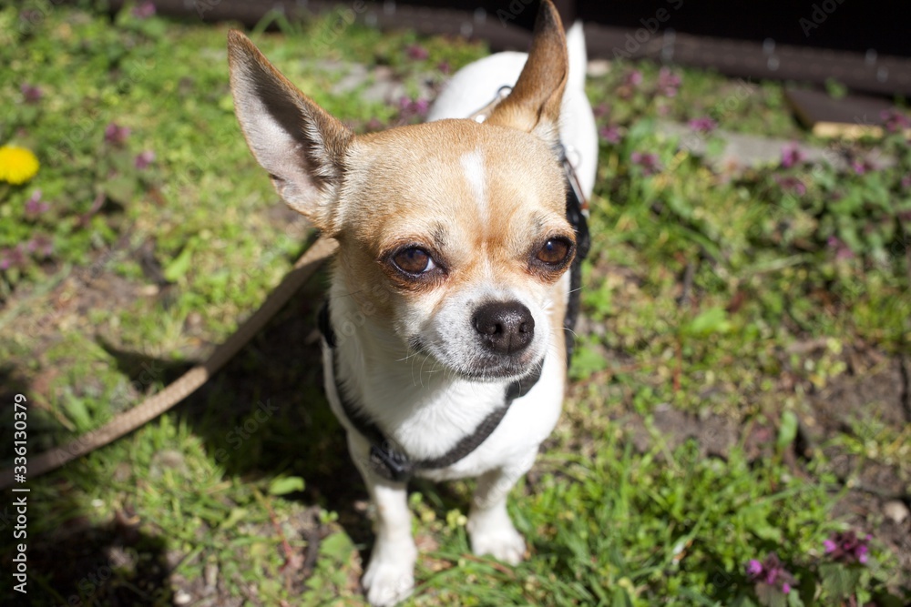Cute short haired chihuahua outdoors in urban spring landscape Cute short haired chihuahua outdoors in urban spring landscape